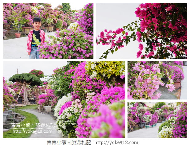 彰化景點》田尾九重葛花園.輝豐園藝~彷彿走進花園迷宮 @青青小熊*旅遊札記 彰化景點》田尾九重葛花園.輝豐園藝~彷彿走進花園迷宮 @青青小熊*旅遊札記