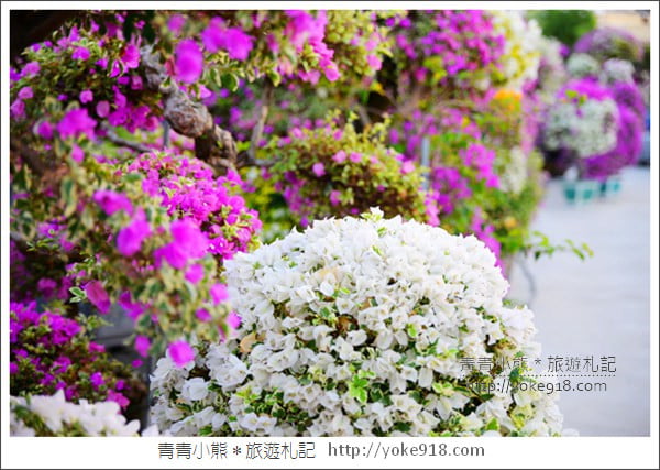 彰化景點》田尾九重葛花園．輝豐園藝~彷彿走進花園迷宮 @青青小熊＊旅遊札記