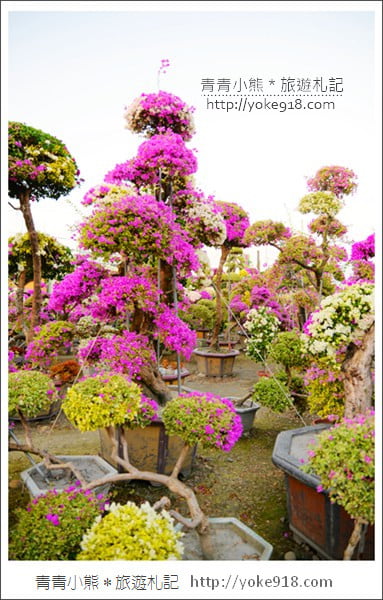 彰化景點》田尾九重葛花園.輝豐園藝~彷彿走進花園迷宮 @青青小熊*旅遊札記 彰化景點》田尾九重葛花園.輝豐園藝~彷彿走進花園迷宮 @青青小熊*旅遊札記