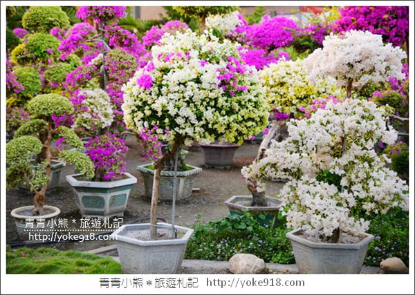 彰化景點》田尾九重葛花園.輝豐園藝~彷彿走進花園迷宮 @青青小熊*旅遊札記 彰化景點》田尾九重葛花園.輝豐園藝~彷彿走進花園迷宮 @青青小熊*旅遊札記