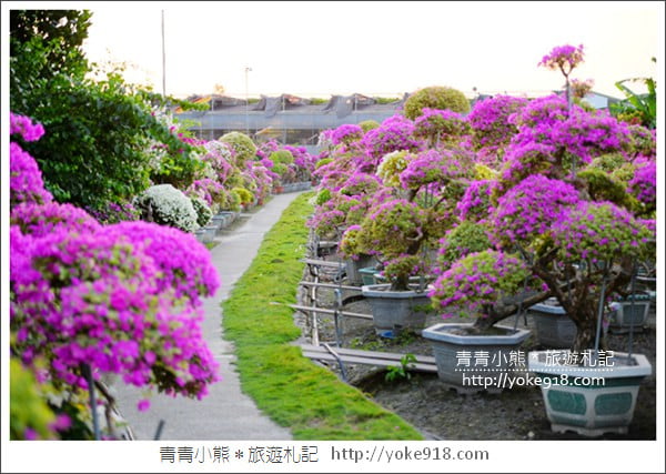 彰化景點》田尾九重葛花園.輝豐園藝~彷彿走進花園迷宮 @青青小熊*旅遊札記 彰化景點》田尾九重葛花園.輝豐園藝~彷彿走進花園迷宮 @青青小熊*旅遊札記