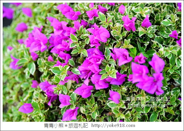 彰化景點》田尾九重葛花園．輝豐園藝~彷彿走進花園迷宮 @青青小熊＊旅遊札記