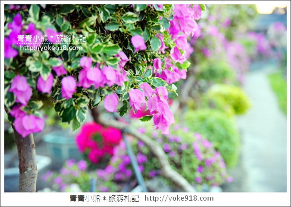 彰化景點》田尾九重葛花園.輝豐園藝~彷彿走進花園迷宮 @青青小熊*旅遊札記 彰化景點》田尾九重葛花園.輝豐園藝~彷彿走進花園迷宮 @青青小熊*旅遊札記