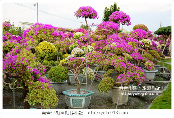 彰化景點》田尾九重葛花園.輝豐園藝~彷彿走進花園迷宮 @青青小熊*旅遊札記 彰化景點》田尾九重葛花園.輝豐園藝~彷彿走進花園迷宮 @青青小熊*旅遊札記