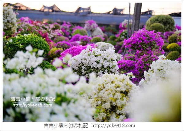 彰化景點》田尾九重葛花園.輝豐園藝~彷彿走進花園迷宮 @青青小熊*旅遊札記 彰化景點》田尾九重葛花園.輝豐園藝~彷彿走進花園迷宮 @青青小熊*旅遊札記