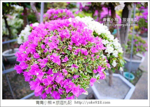 彰化景點》田尾九重葛花園.輝豐園藝~彷彿走進花園迷宮 @青青小熊*旅遊札記 彰化景點》田尾九重葛花園.輝豐園藝~彷彿走進花園迷宮 @青青小熊*旅遊札記