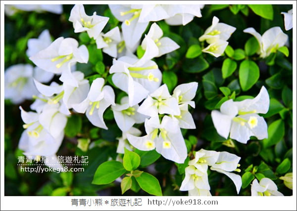 彰化景點》田尾九重葛花園.輝豐園藝~彷彿走進花園迷宮 @青青小熊*旅遊札記 彰化景點》田尾九重葛花園.輝豐園藝~彷彿走進花園迷宮 @青青小熊*旅遊札記