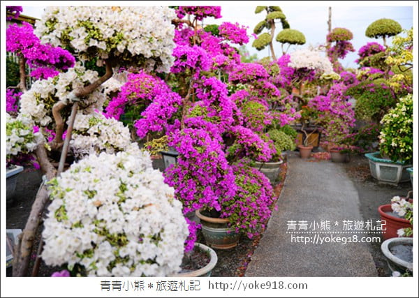 彰化景點》田尾九重葛花園．輝豐園藝~彷彿走進花園迷宮 @青青小熊＊旅遊札記
