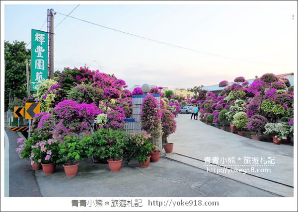 彰化景點》田尾九重葛花園.輝豐園藝~彷彿走進花園迷宮 @青青小熊*旅遊札記 彰化景點》田尾九重葛花園.輝豐園藝~彷彿走進花園迷宮 @青青小熊*旅遊札記