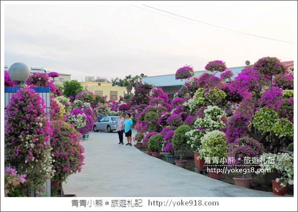 彰化景點》田尾九重葛花園.輝豐園藝~彷彿走進花園迷宮 @青青小熊*旅遊札記 彰化景點》田尾九重葛花園.輝豐園藝~彷彿走進花園迷宮 @青青小熊*旅遊札記