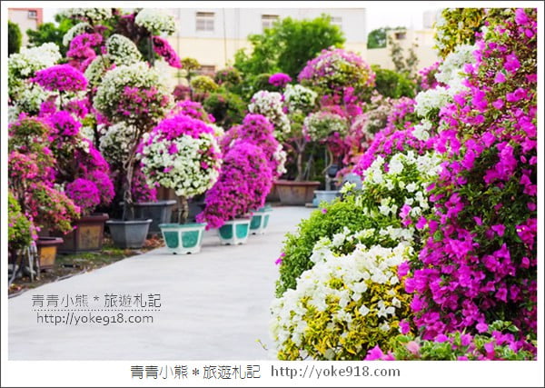 彰化景點》田尾九重葛花園．輝豐園藝~彷彿走進花園迷宮 @青青小熊＊旅遊札記