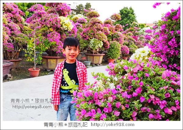 彰化景點》田尾九重葛花園．輝豐園藝~彷彿走進花園迷宮 @青青小熊＊旅遊札記