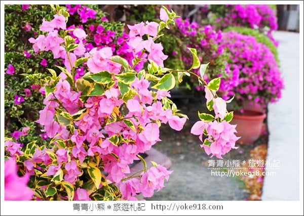 彰化景點》田尾九重葛花園.輝豐園藝~彷彿走進花園迷宮 @青青小熊*旅遊札記 彰化景點》田尾九重葛花園.輝豐園藝~彷彿走進花園迷宮 @青青小熊*旅遊札記