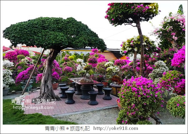 彰化景點》田尾九重葛花園.輝豐園藝~彷彿走進花園迷宮 @青青小熊*旅遊札記 彰化景點》田尾九重葛花園.輝豐園藝~彷彿走進花園迷宮 @青青小熊*旅遊札記