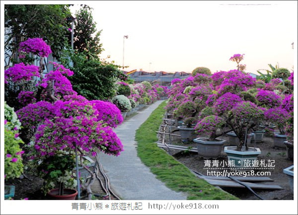 彰化景點》田尾九重葛花園.輝豐園藝~彷彿走進花園迷宮 @青青小熊*旅遊札記 彰化景點》田尾九重葛花園.輝豐園藝~彷彿走進花園迷宮 @青青小熊*旅遊札記