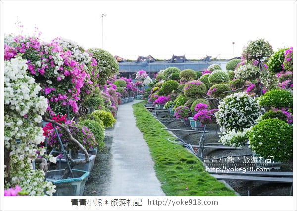 彰化景點》田尾九重葛花園．輝豐園藝~彷彿走進花園迷宮 @青青小熊＊旅遊札記