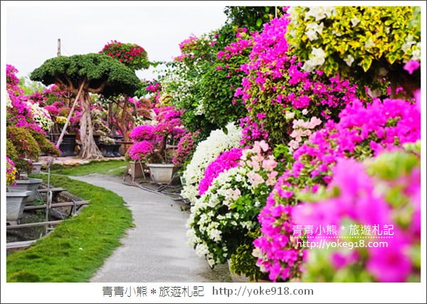 彰化景點》田尾九重葛花園.輝豐園藝~彷彿走進花園迷宮 @青青小熊*旅遊札記 彰化景點》田尾九重葛花園.輝豐園藝~彷彿走進花園迷宮 @青青小熊*旅遊札記