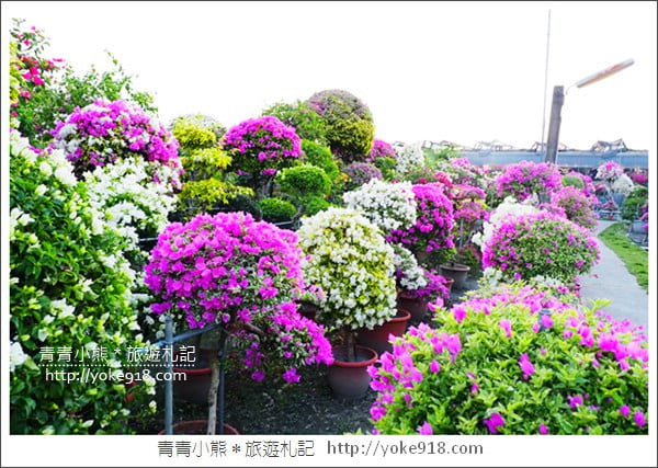 彰化景點》田尾九重葛花園.輝豐園藝~彷彿走進花園迷宮 @青青小熊*旅遊札記 彰化景點》田尾九重葛花園.輝豐園藝~彷彿走進花園迷宮 @青青小熊*旅遊札記