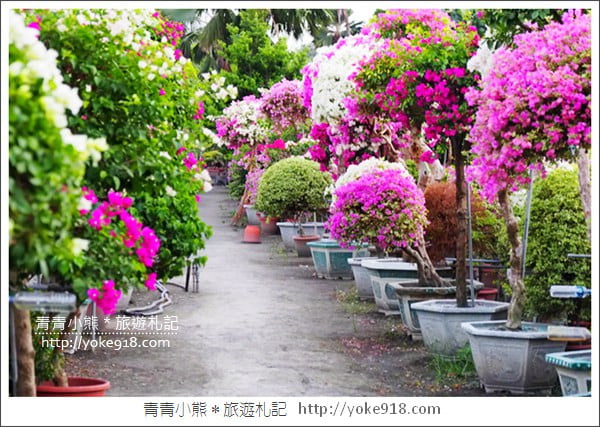 彰化景點》田尾九重葛花園.輝豐園藝~彷彿走進花園迷宮 @青青小熊*旅遊札記 彰化景點》田尾九重葛花園.輝豐園藝~彷彿走進花園迷宮 @青青小熊*旅遊札記