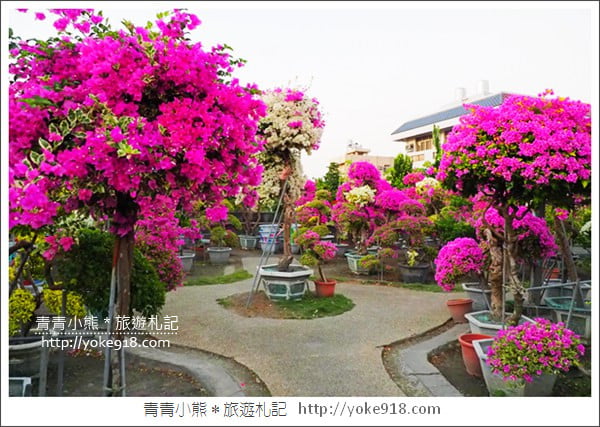 彰化景點》田尾九重葛花園．輝豐園藝~彷彿走進花園迷宮 @青青小熊＊旅遊札記