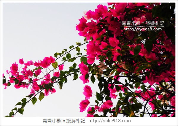 彰化景點》田尾九重葛花園.輝豐園藝~彷彿走進花園迷宮 @青青小熊*旅遊札記 彰化景點》田尾九重葛花園.輝豐園藝~彷彿走進花園迷宮 @青青小熊*旅遊札記
