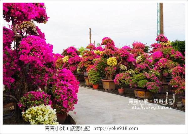 彰化景點》田尾九重葛花園．輝豐園藝~彷彿走進花園迷宮 @青青小熊＊旅遊札記