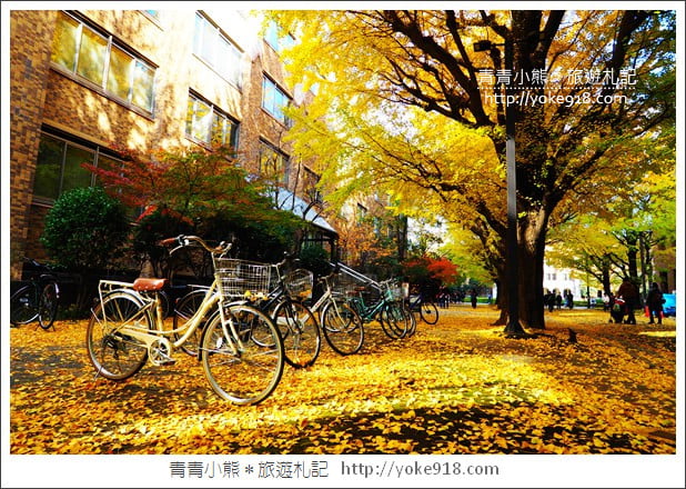 東京賞楓推薦》東京賞楓葉、賞銀杏、燈飾必去景點.從早玩到晚行程推薦 @青青小熊*旅遊札記 東京賞楓推薦》東京賞楓葉、賞銀杏、燈飾必去景點.從早玩到晚行程推薦 @青青小熊*旅遊札記