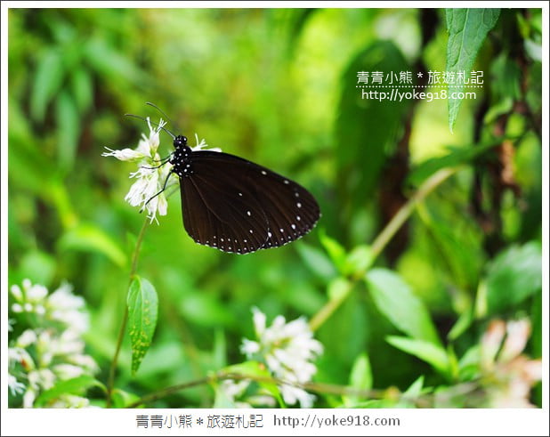 台中新社景觀餐廳》薰衣草森林新社店．森林旋轉木馬~浪漫約會景點 @青青小熊＊旅遊札記
