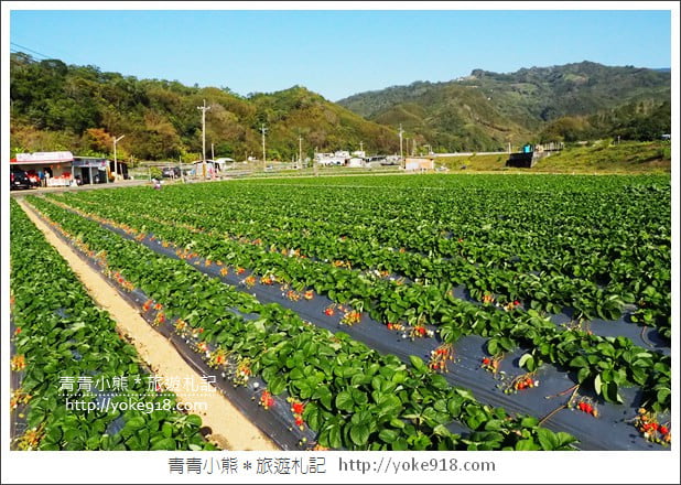 苗栗採草莓景點》苗栗和其它縣市推薦草莓園~冬天就是要甜蜜蜜吃草莓 @青青小熊＊旅遊札記