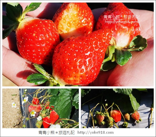 苗栗採草莓景點》苗栗和其它縣市推薦草莓園~冬天就是要甜蜜蜜吃草莓 @青青小熊*旅遊札記 苗栗採草莓景點》苗栗和其它縣市推薦草莓園~冬天就是要甜蜜蜜吃草莓 @青青小熊*旅遊札記