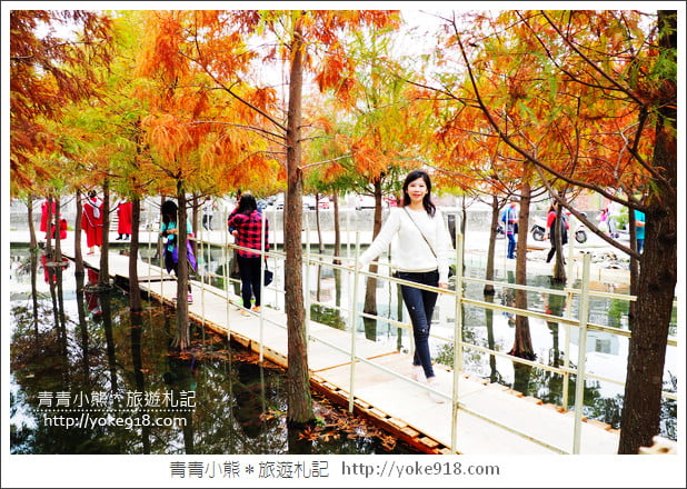 台中中科落羽松》台中市區隱藏版水上落羽松林~一起旅行去(2020現場已剷平) @青青小熊*旅遊札記 台中中科落羽松》台中市區隱藏版水上落羽松林~一起旅行去(2020現場已剷平) @青青小熊*旅遊札記