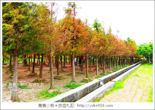 台中中科落羽松》台中市區隱藏版水上落羽松林~一起旅行去(2020現場已剷平) @青青小熊＊旅遊札記