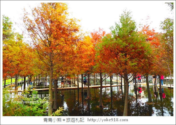 台中中科落羽松》台中市區隱藏版水上落羽松林~一起旅行去(2020現場已剷平) @青青小熊*旅遊札記 台中中科落羽松》台中市區隱藏版水上落羽松林~一起旅行去(2020現場已剷平) @青青小熊*旅遊札記