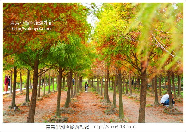 台中中科落羽松》台中市區隱藏版水上落羽松林~一起旅行去(2020現場已剷平) @青青小熊*旅遊札記 台中中科落羽松》台中市區隱藏版水上落羽松林~一起旅行去(2020現場已剷平) @青青小熊*旅遊札記