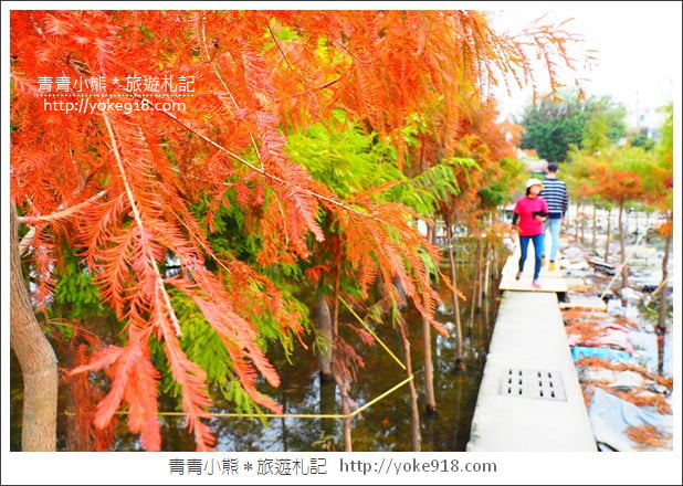 台中中科落羽松》台中市區隱藏版水上落羽松林~一起旅行去(2020現場已剷平) @青青小熊＊旅遊札記