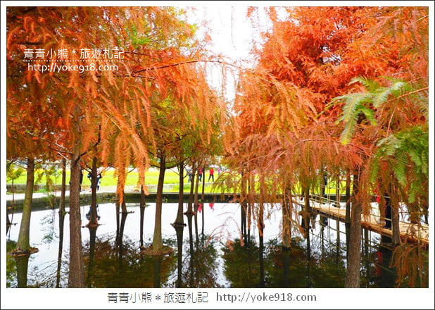 台中中科落羽松》台中市區隱藏版水上落羽松林~一起旅行去(2020現場已剷平) @青青小熊*旅遊札記 台中中科落羽松》台中市區隱藏版水上落羽松林~一起旅行去(2020現場已剷平) @青青小熊*旅遊札記