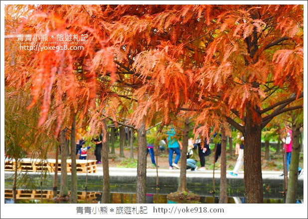 台中中科落羽松》台中市區隱藏版水上落羽松林~一起旅行去(2020現場已剷平) @青青小熊*旅遊札記 台中中科落羽松》台中市區隱藏版水上落羽松林~一起旅行去(2020現場已剷平) @青青小熊*旅遊札記