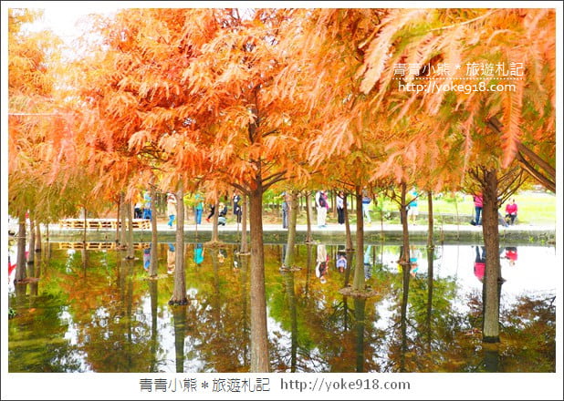 台中中科落羽松》台中市區隱藏版水上落羽松林~一起旅行去(2020現場已剷平) @青青小熊*旅遊札記 台中中科落羽松》台中市區隱藏版水上落羽松林~一起旅行去(2020現場已剷平) @青青小熊*旅遊札記