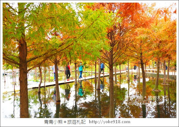 台中中科落羽松》台中市區隱藏版水上落羽松林~一起旅行去(2020現場已剷平) @青青小熊*旅遊札記 台中中科落羽松》台中市區隱藏版水上落羽松林~一起旅行去(2020現場已剷平) @青青小熊*旅遊札記