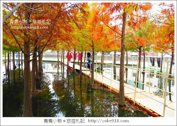 台中中科落羽松》台中市區隱藏版水上落羽松林~一起旅行去(2020現場已剷平) @青青小熊*旅遊札記 台中中科落羽松》台中市區隱藏版水上落羽松林~一起旅行去(2020現場已剷平) @青青小熊*旅遊札記