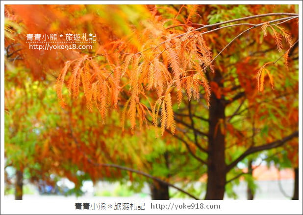 台中中科落羽松》台中市區隱藏版水上落羽松林~一起旅行去(2020現場已剷平) @青青小熊*旅遊札記 台中中科落羽松》台中市區隱藏版水上落羽松林~一起旅行去(2020現場已剷平) @青青小熊*旅遊札記