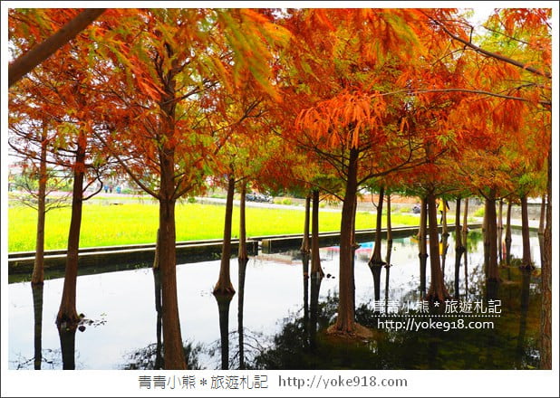 台中中科落羽松》台中市區隱藏版水上落羽松林~一起旅行去(2020現場已剷平) @青青小熊＊旅遊札記