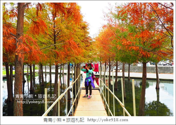 台中中科落羽松》台中市區隱藏版水上落羽松林~一起旅行去(2020現場已剷平) @青青小熊*旅遊札記 台中中科落羽松》台中市區隱藏版水上落羽松林~一起旅行去(2020現場已剷平) @青青小熊*旅遊札記