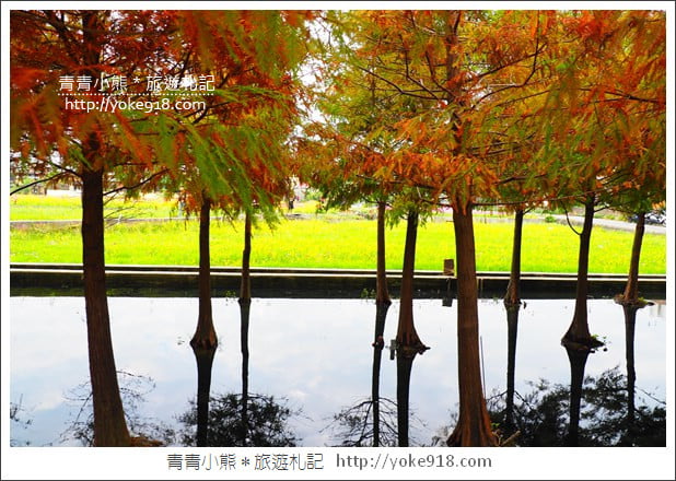台中中科落羽松》台中市區隱藏版水上落羽松林~一起旅行去(2020現場已剷平) @青青小熊*旅遊札記 台中中科落羽松》台中市區隱藏版水上落羽松林~一起旅行去(2020現場已剷平) @青青小熊*旅遊札記