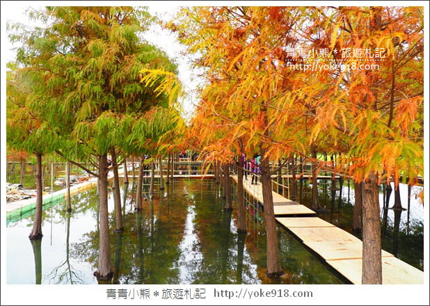 台中中科落羽松》台中市區隱藏版水上落羽松林~一起旅行去(2020現場已剷平) @青青小熊*旅遊札記 台中中科落羽松》台中市區隱藏版水上落羽松林~一起旅行去(2020現場已剷平) @青青小熊*旅遊札記