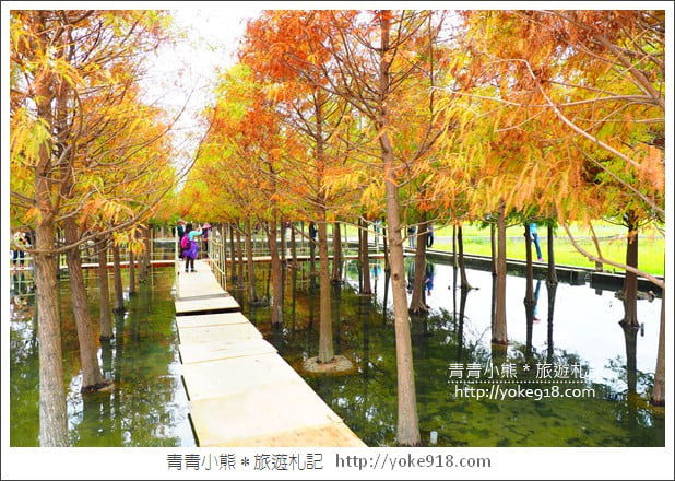 台中中科落羽松》台中市區隱藏版水上落羽松林~一起旅行去(2020現場已剷平) @青青小熊＊旅遊札記