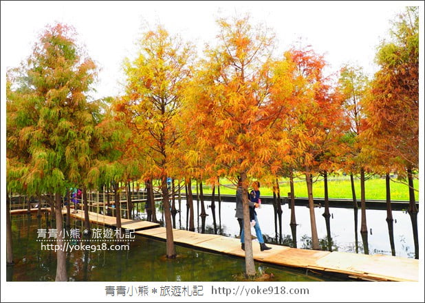 台中中科落羽松》台中市區隱藏版水上落羽松林~一起旅行去(2020現場已剷平) @青青小熊*旅遊札記 台中中科落羽松》台中市區隱藏版水上落羽松林~一起旅行去(2020現場已剷平) @青青小熊*旅遊札記