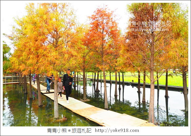 台中中科落羽松》台中市區隱藏版水上落羽松林~一起旅行去(2020現場已剷平) @青青小熊*旅遊札記 台中中科落羽松》台中市區隱藏版水上落羽松林~一起旅行去(2020現場已剷平) @青青小熊*旅遊札記