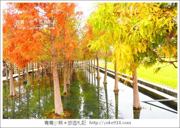 台中中科落羽松》台中市區隱藏版水上落羽松林~一起旅行去(2020現場已剷平) @青青小熊＊旅遊札記