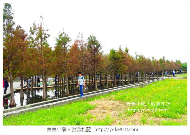 台中中科落羽松》台中市區隱藏版水上落羽松林~一起旅行去(2020現場已剷平) @青青小熊*旅遊札記 台中中科落羽松》台中市區隱藏版水上落羽松林~一起旅行去(2020現場已剷平) @青青小熊*旅遊札記